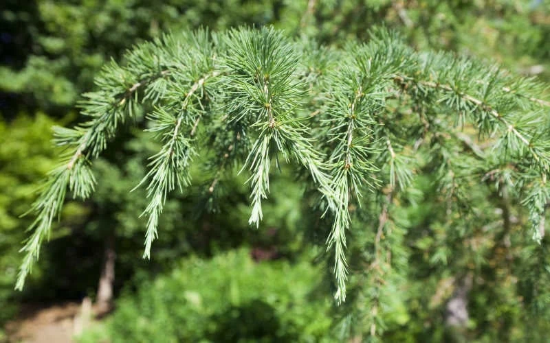 Deodar Cedar Tree - 1 Gallon Pot - Image 6