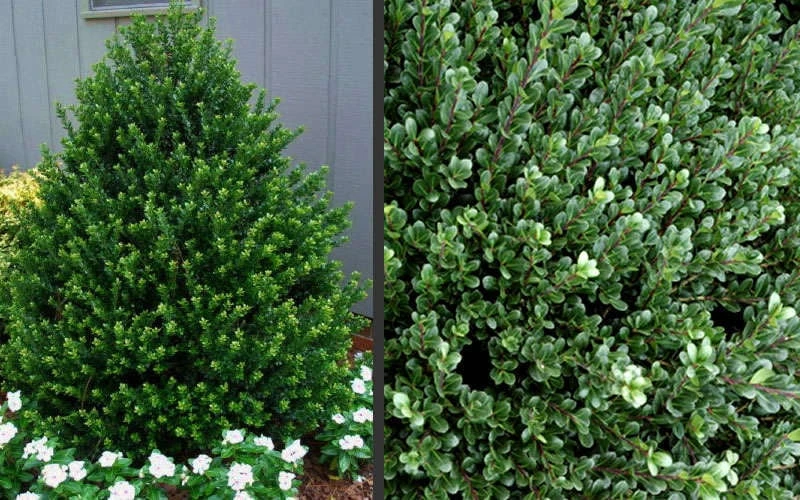 Pyramidal Compacta Japanese Holly - 3 Gallon Pot - Image 4