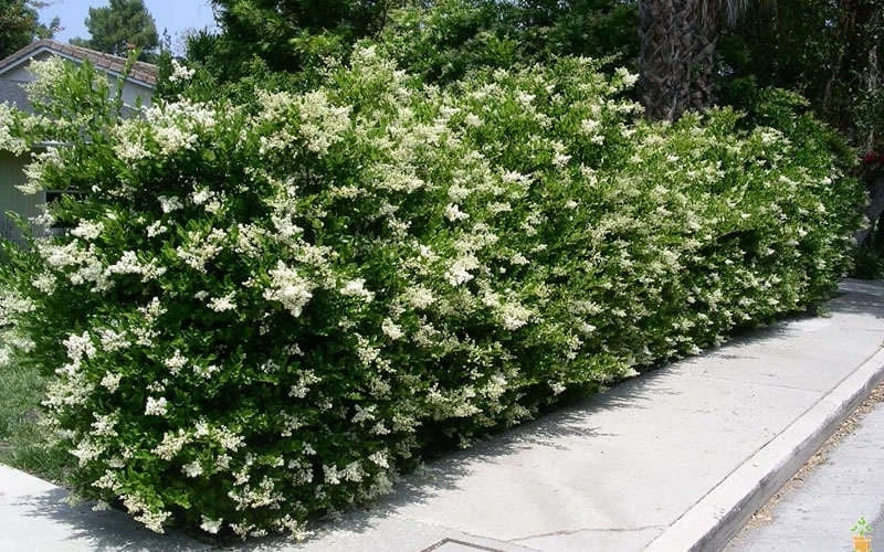 Wavy Leaf Ligustrum Recurvifolium - 1 Gallon Pot - Image 5