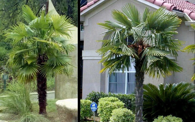 Windmill Cold Hardy Palm Tree - 7 Gallon Pot (3-4') - Image 6