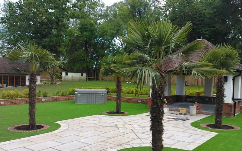 Windmill Cold Hardy Palm Tree - 7 Gallon Pot (3-4') - Image 7