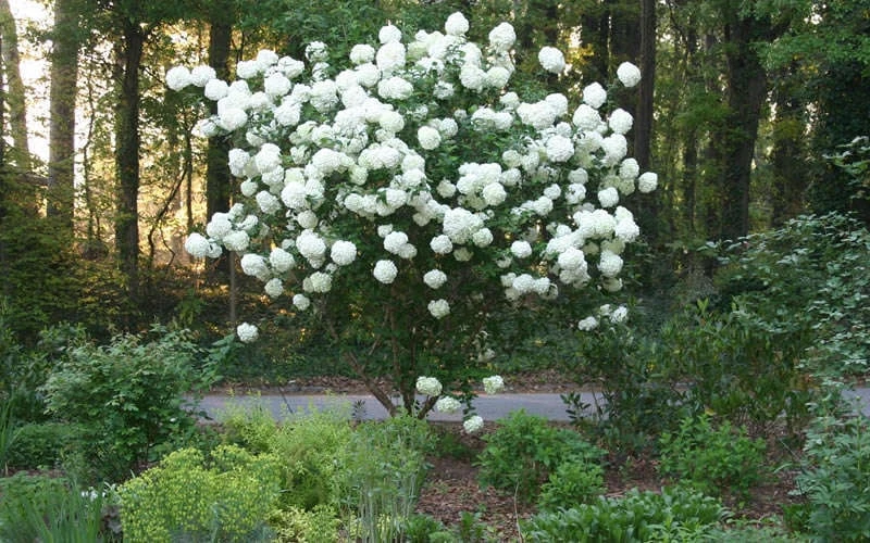 Chinese Snowball Viburnum Bush - 7 Gallon Pot (3-4') - Image 7