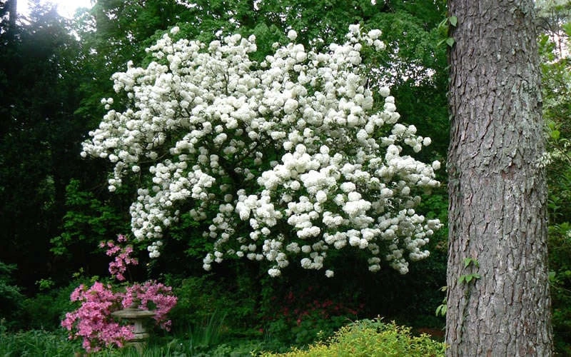 Chinese Snowball Viburnum Bush - 7 Gallon Pot (2-3') - Image 8