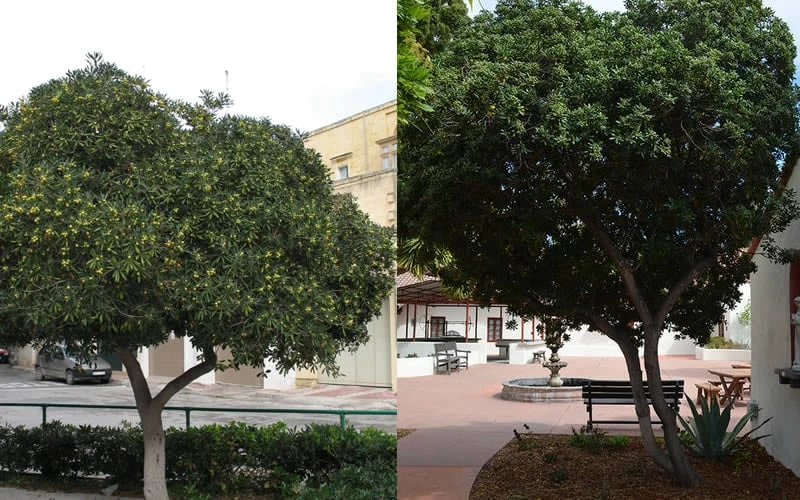 Green Pittosporum (Japanese Mock Orange) - 3 Gallon Pot - Image 6