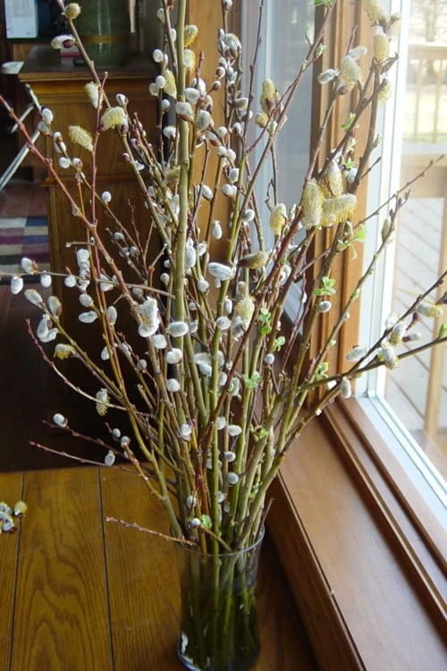 White Flowering Pussy Willow - Salix Caprea - 3 Gallon Pot - Image 5