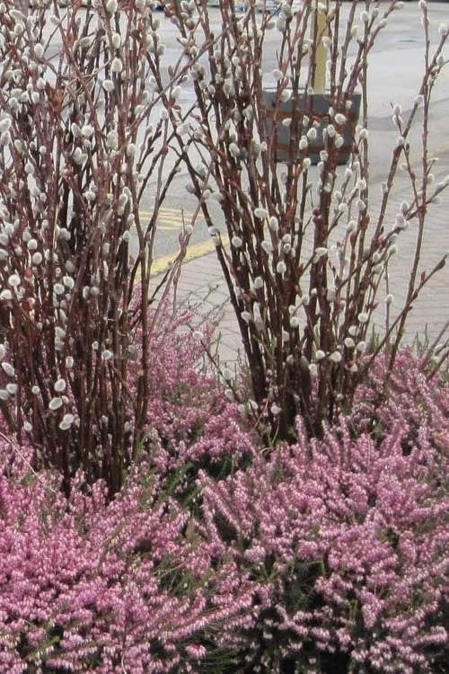 White Flowering Pussy Willow - Salix Caprea - 3 Gallon Pot - Image 4