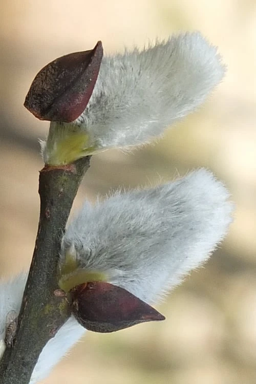 White Flowering Pussy Willow - Salix Caprea - 3 Gallon Pot - Image 6