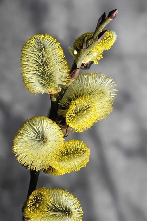White Flowering Pussy Willow - Salix Caprea - 3 Gallon Pot - Image 8