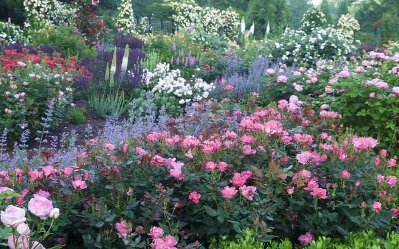 Swamp Rose (Rosa Palustris) - 3 Pack Of 1.5 Quart Pots - Image 6