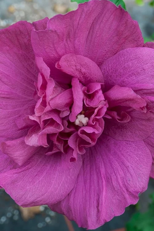 Magenta Chiffon Rose Of Sharon - Hibiscus Syriacus - 2 Gallon Pot - Image 7
