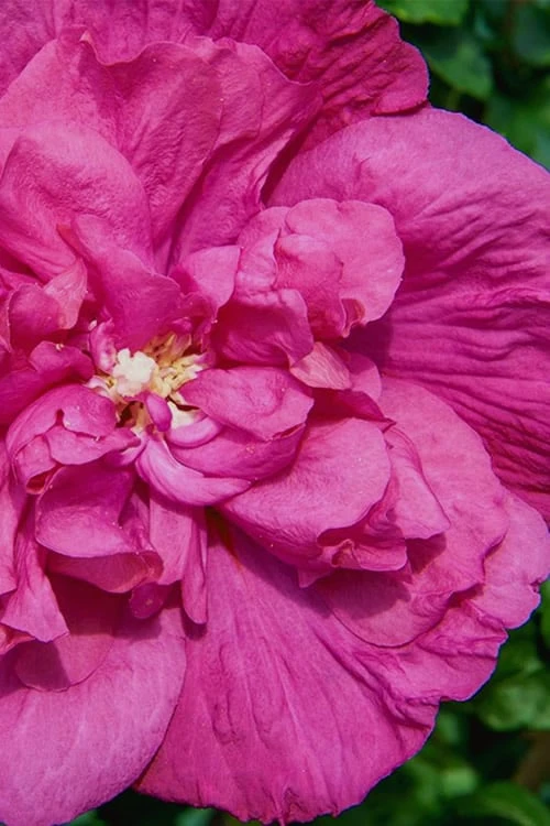 Magenta Chiffon Rose Of Sharon - Hibiscus Syriacus - 2 Gallon Pot - Image 5