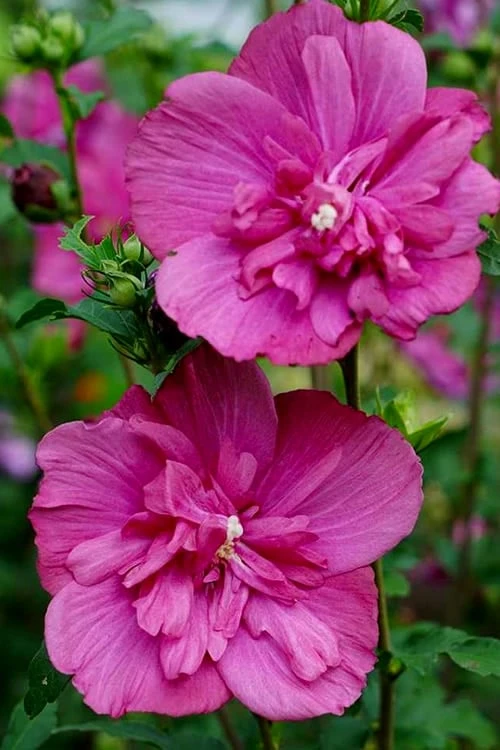 Magenta Chiffon Rose Of Sharon - Hibiscus Syriacus - 2 Gallon Pot - Image 4