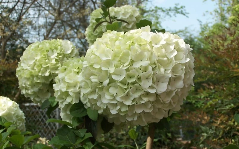 Chinese Snowball Viburnum Bush - 7 Gallon Pot (2-3') - Image 5