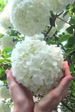 Chinese Snowball Viburnum Bush - 7 Gallon Pot (2-3')
