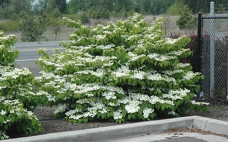 Shasta Doublefile Viburnum - 3 Gallon Pot - Image 5