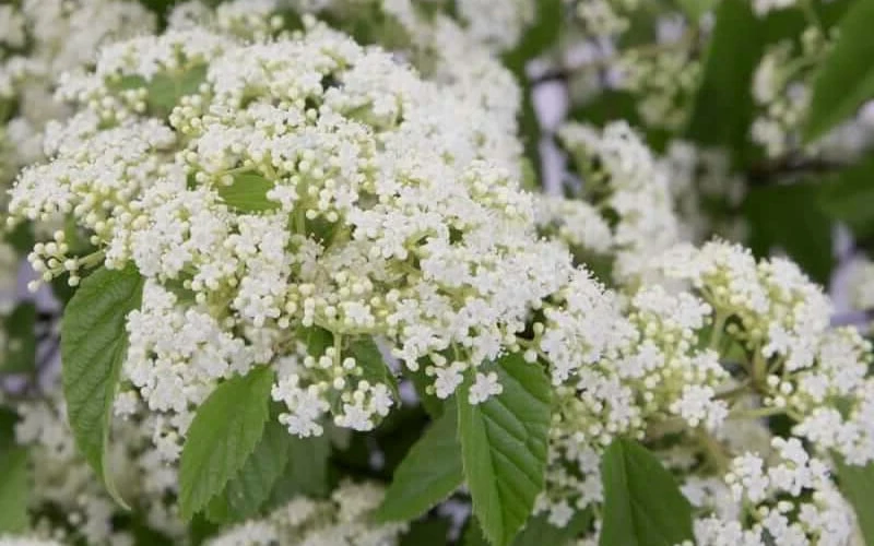 Snow Joey Viburnum - 3 Gallon Pot - Image 6