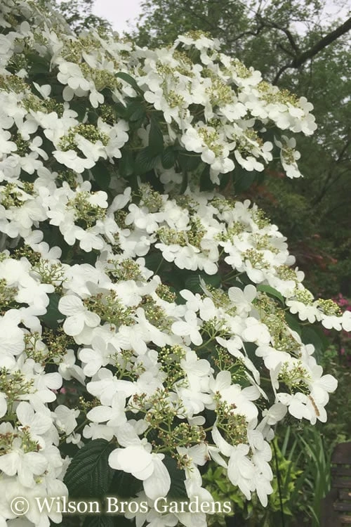 Summer Snowflake Viburnum - 6 Pack Of 1 Gallon Pots