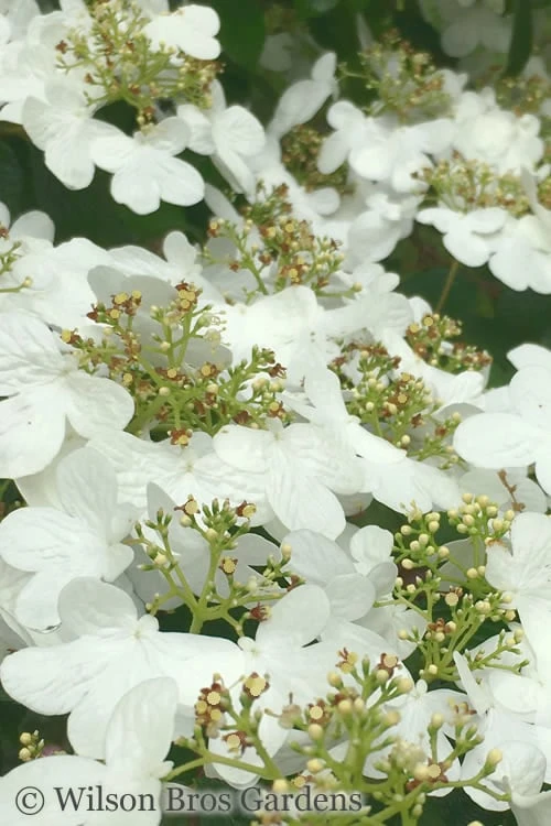 Summer Snowflake Viburnum - 6 Pack Of 1 Gallon Pots - Image 6