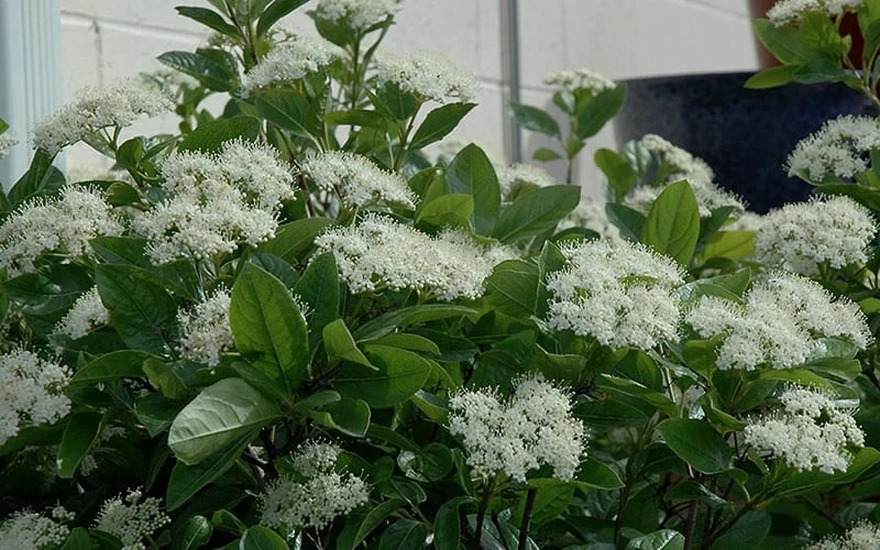 Winterthur Viburnum - 3 Gallon Pot - Image 4