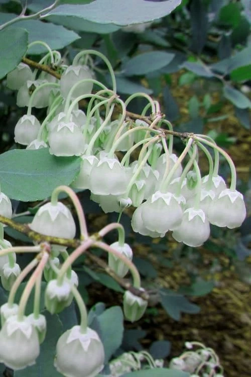 Woodlanders Blue Dusty Zenobia (Honeycup) - 3 Gallon Pot - Image 7