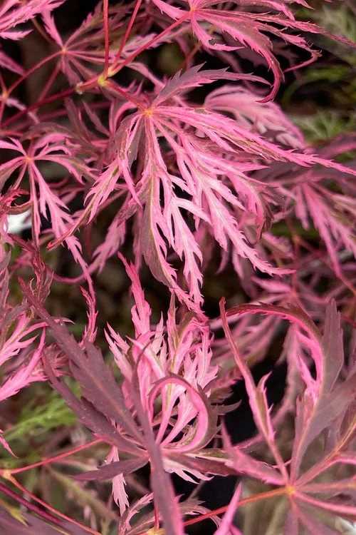 Pink Ballerina Japanese Maple - 5 Gallon Pot - Image 4