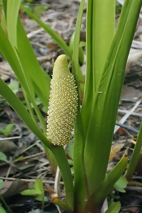 American Sweet Flag (Acorus Americanus) - 6 Pack Of 1 Gallon Pots - Image 4