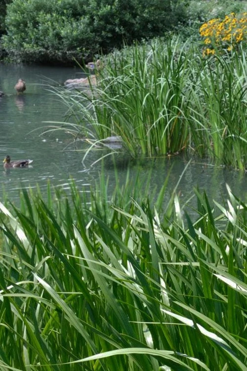 American Sweet Flag (Acorus Americanus) - 6 Pack Of 1 Gallon Pots - Image 5