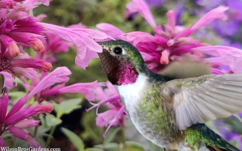 Rosie Posie Agastache (Hummingbird Mint) - 1 Gallon Pot - Image 4
