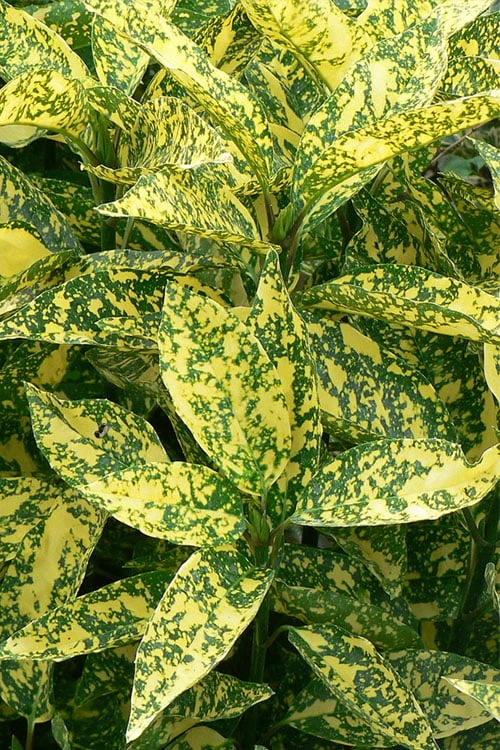 Marmorata Aucuba (Japanese Laurel) - 3 Gallon Pot