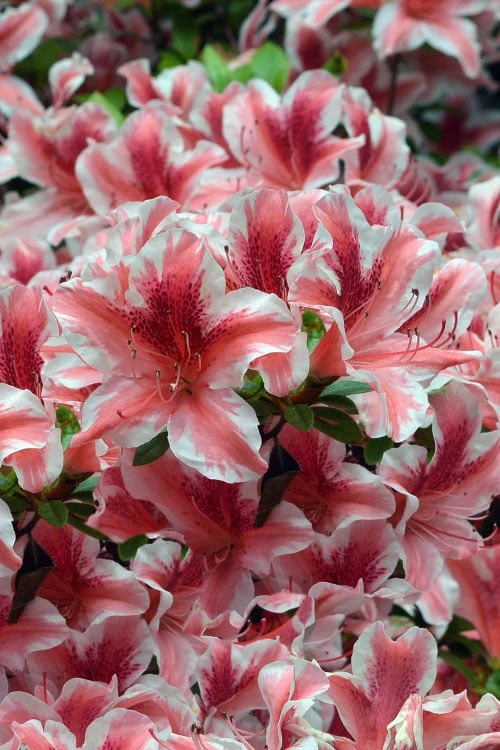 Ben Morrison Azalea - 3 Gallon Pot - Image 4
