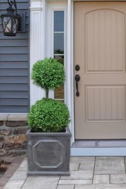 Common Boxwood 2-Ball Poodle Tier Topiary (Buxus Sempervirens) - 3 Gallon Pot (Short)