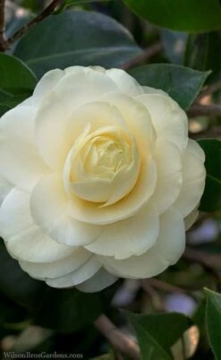 Dahlonega Camellia Japonica - 3 Gallon Pot