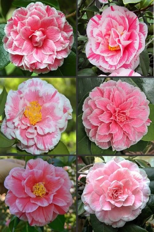 Brilliant Gem Fragrant Camellia Japonica - Herme - 3 Gallon Pot - Image 4