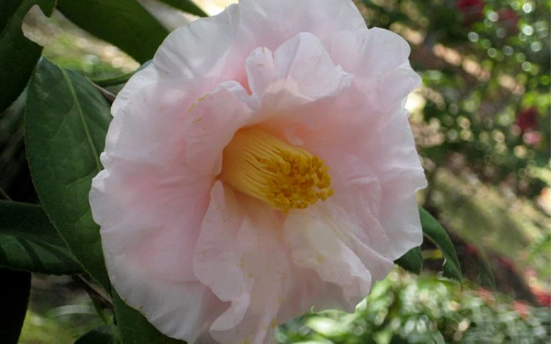 Moonlight Bay Camellia Japonica - 3 Gallon Pot - Image 5