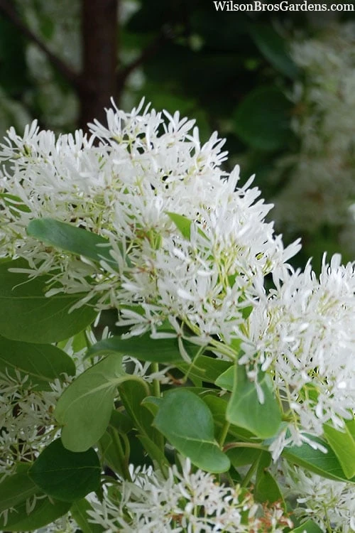 Tokyo Tower Chinese Fringe Tree (Chionanthus Retusus) - 7 Gallon Pot (5-6') - Image 8