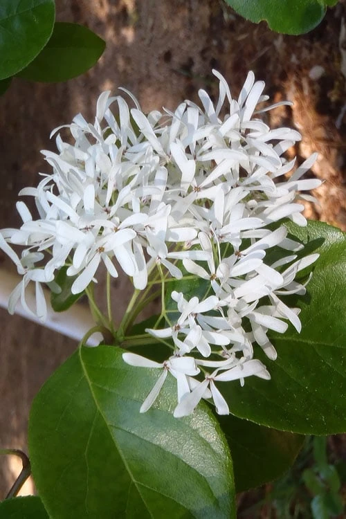 Tokyo Tower Chinese Fringe Tree (Chionanthus Retusus) - 7 Gallon Pot (5-6') - Image 4