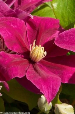 Acropolis Clematis - 1 Gallon Pot