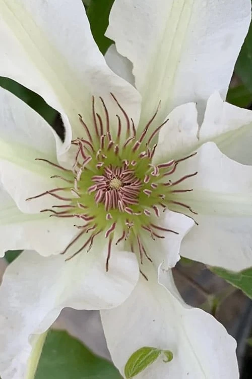 Kitty Clematis - 1 Gallon Pot - Image 9