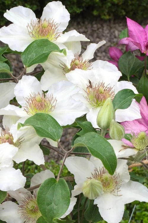 Kitty Clematis - 1 Gallon Pot - Image 6