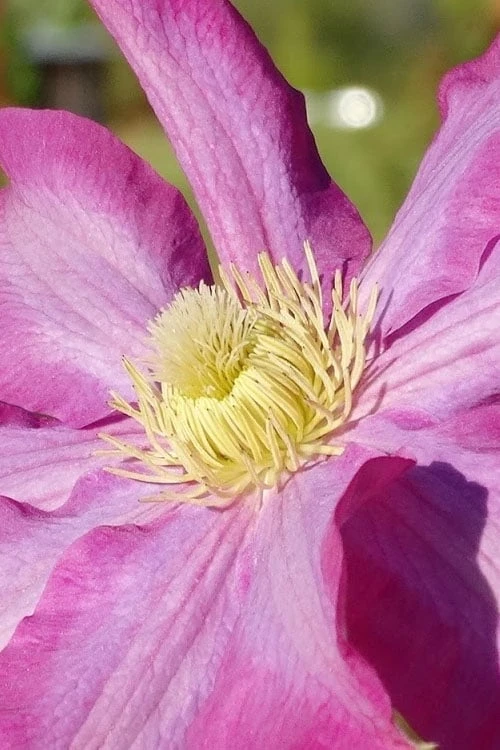 Pink Champagne Clematis - 1 Gallon Pot - Image 7