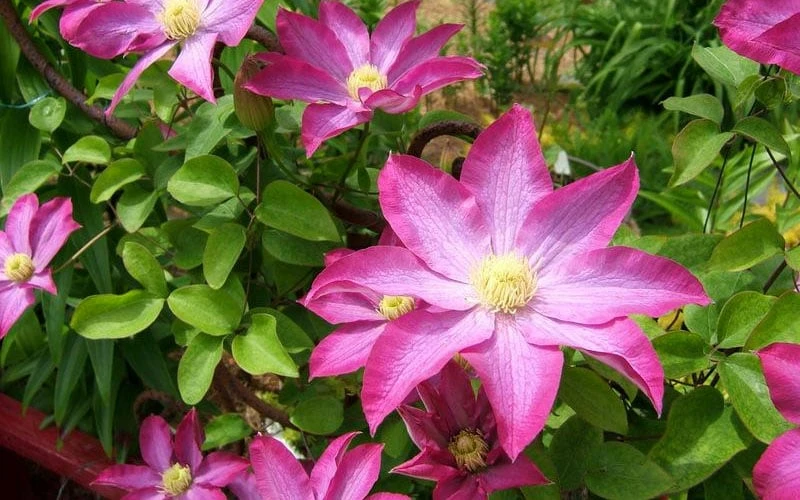 Pink Champagne Clematis - 1 Gallon Pot - Image 8