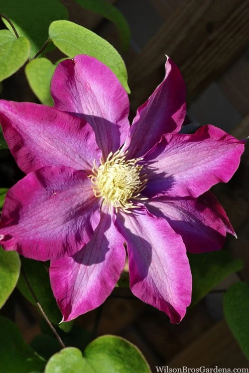 Pink Champagne Clematis - 1 Gallon Pot - Image 4