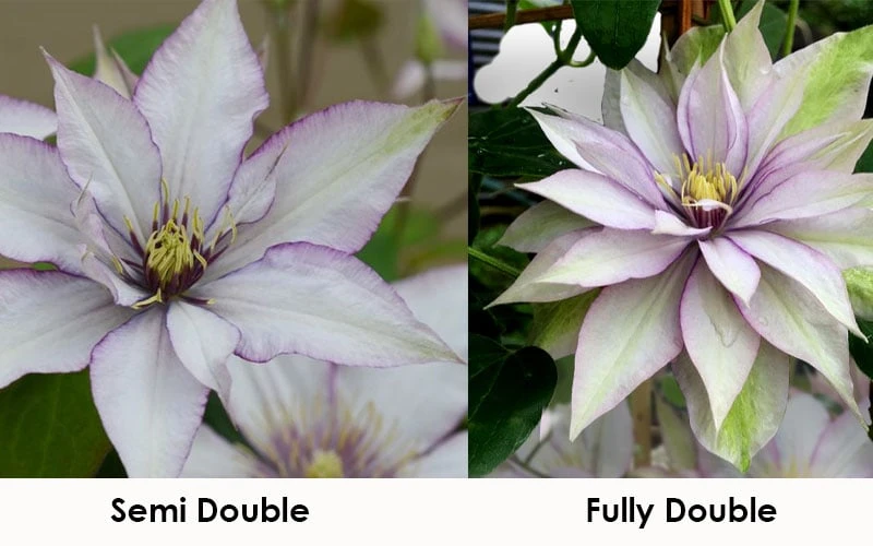 Samaritan Jo Clematis - 1 Gallon Pot - Image 5