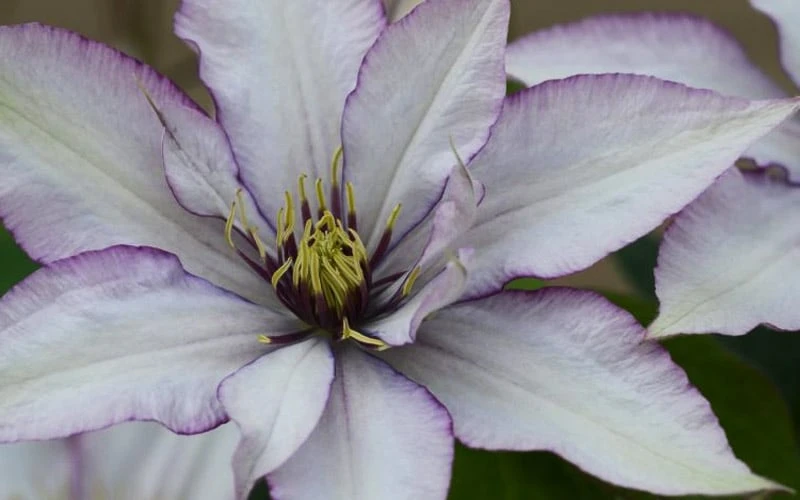 Samaritan Jo Clematis - 1 Gallon Pot - Image 9