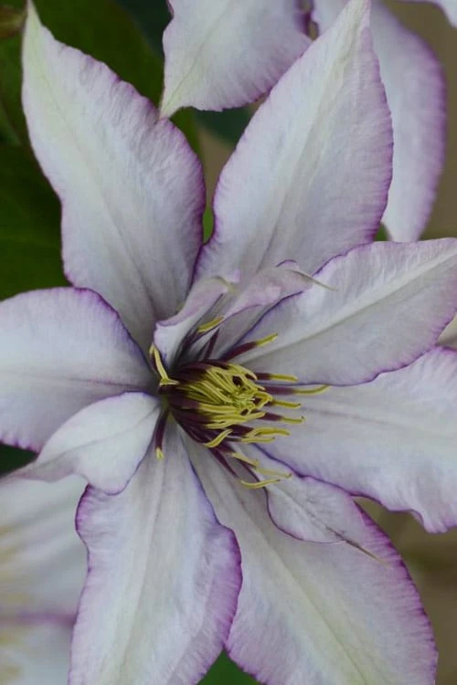 Samaritan Jo Clematis - 1 Gallon Pot - Image 8