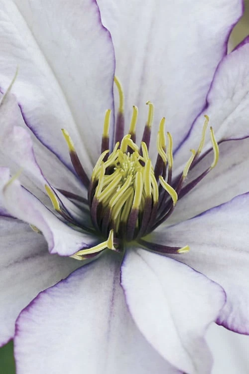 Samaritan Jo Clematis - 1 Gallon Pot - Image 7