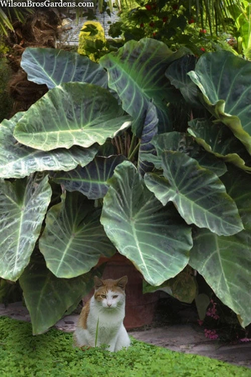 Maximus Gigante Hardy Elephant Ear (Colocasia) - 5 Gallon Pot