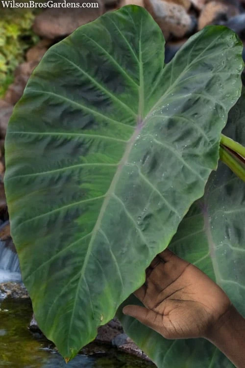 Maximus Gigante Hardy Elephant Ear (Colocasia) - 5 Gallon Pot - Image 4