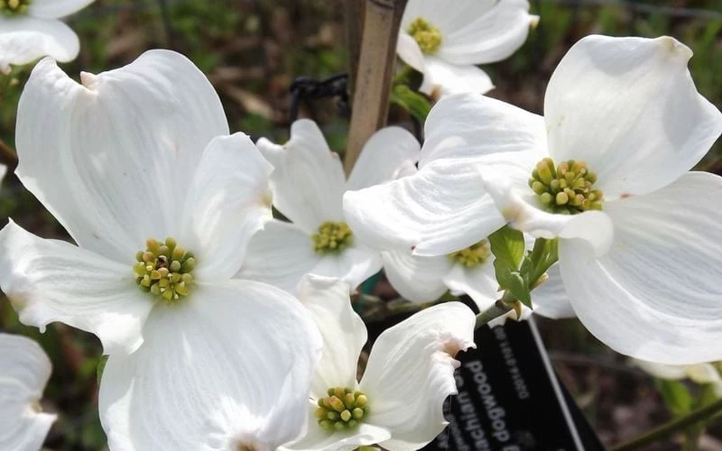 Jean's Appalachian Snow White Dogwood Tree - 7 Gallon Pot (4-5') - Image 7