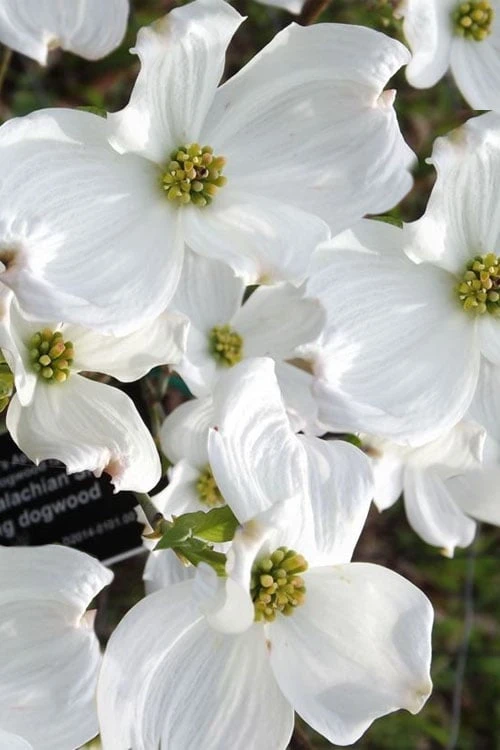 Jean's Appalachian Snow White Dogwood Tree - 7 Gallon Pot (4-5') - Image 4